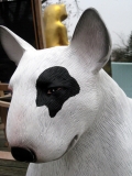 Bullterrier groß